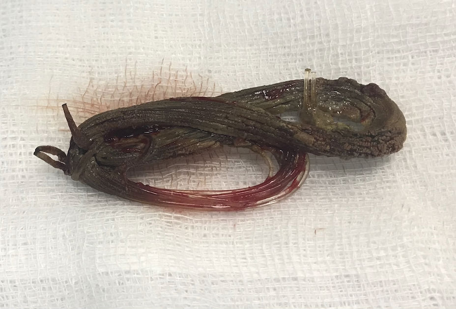 Bỏ quên cuộn dây cước câu cá vào của quý suốt 11 năm-1