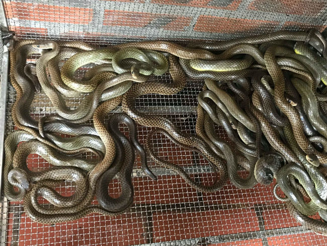 Làng nuôi rắn thu bạc tỷ của thủ đô giờ ra sao?-2