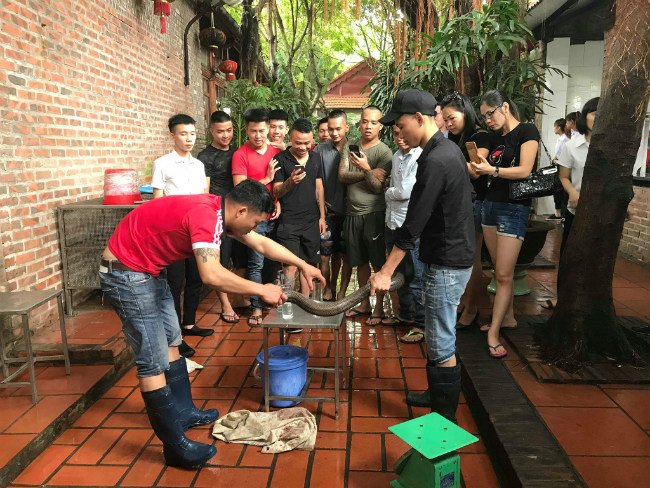 Làng nuôi rắn thu bạc tỷ của thủ đô giờ ra sao?-4
