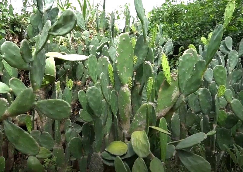 Kỳ lạ: Ăn cây xương rồng, gai góc phát sợ gọi là siêu thực phẩm-1
