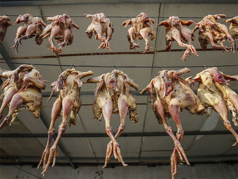 Thiên sơn tuyết liên: Hoa sen cực hiếm của Tây Tạng, 7 năm mới nở 1 lần trên núi tuyết, giá 5 triệu/hoa-7