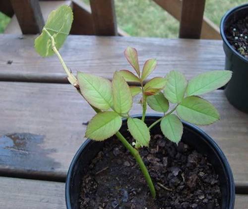 Trồng hoa hồng bằng cành nhanh, gọn mà cây vẫn khỏe, nở hoa to-2