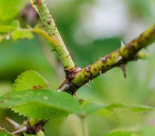 Trồng hoa hồng bằng cành nhanh, gọn mà cây vẫn khỏe, nở hoa to-3