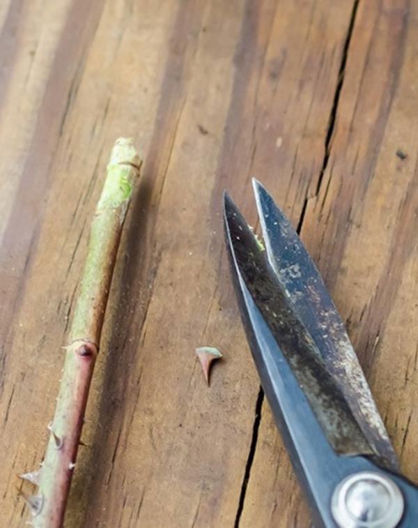 Trồng hoa hồng bằng cành nhanh, gọn mà cây vẫn khỏe, nở hoa to-5