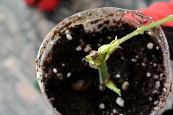 Trồng hoa hồng bằng cành nhanh, gọn mà cây vẫn khỏe, nở hoa to-6