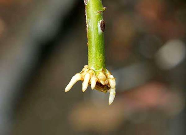 Trồng hoa hồng bằng cành nhanh, gọn mà cây vẫn khỏe, nở hoa to-7