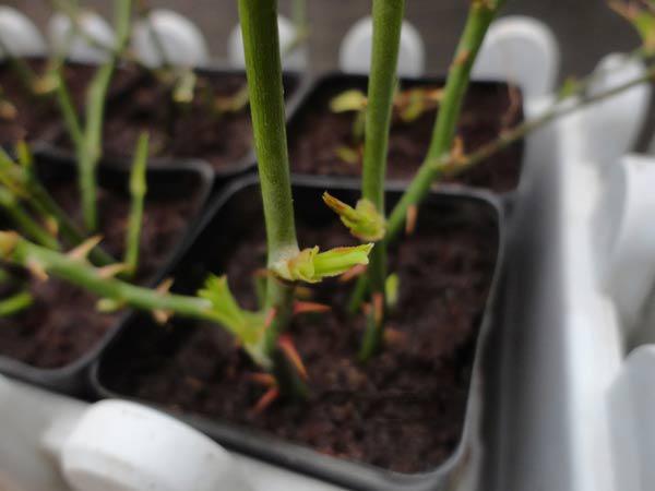 Trồng hoa hồng bằng cành nhanh, gọn mà cây vẫn khỏe, nở hoa to-9