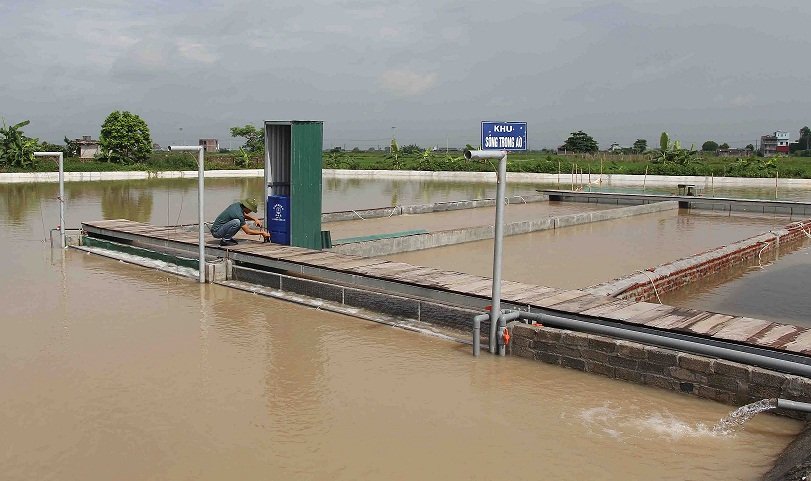 Bể cá thần 10 tỷ của anh nông dân Hưng Yên-1