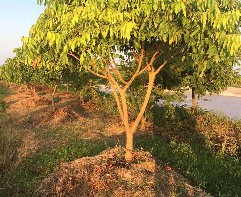 Bể cá thần 10 tỷ của anh nông dân Hưng Yên-5