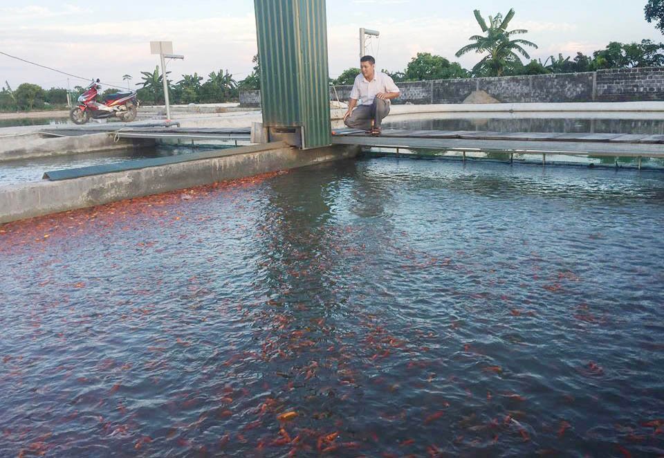 Bể cá thần 10 tỷ của anh nông dân Hưng Yên-6