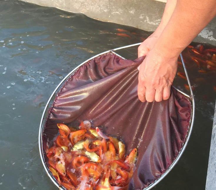 Bể cá thần 10 tỷ của anh nông dân Hưng Yên-7