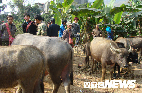 Kinh dị chuyện trâu hóa điên húc người ở làng mổ trâu lớn nhất Việt Nam-5