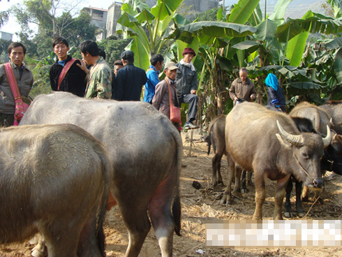 Lá bùa hình con rắn và vụ thảm án kinh hoàng chưa có lời giải ở làng Vũ Đại-8