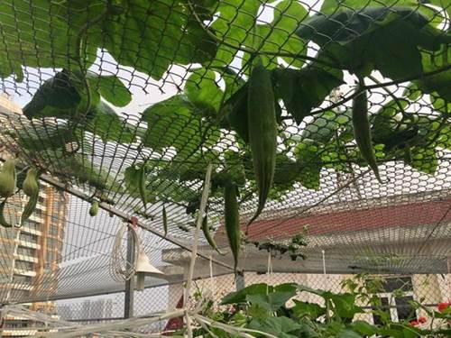 Chỉ 40m² sân thượng, mẹ Hà Nội gây bất ngờ với vườn ngập rau trái, gà, trứng ăn quanh năm-2