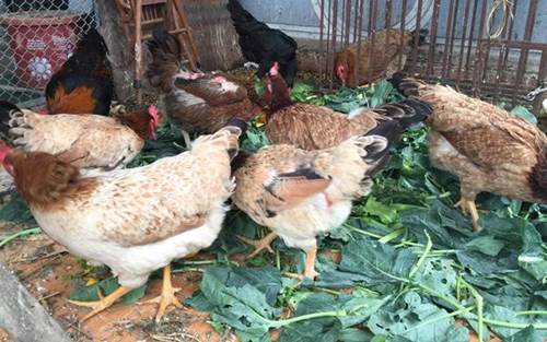 Chỉ 40m² sân thượng, mẹ Hà Nội gây bất ngờ với vườn ngập rau trái, gà, trứng ăn quanh năm-5