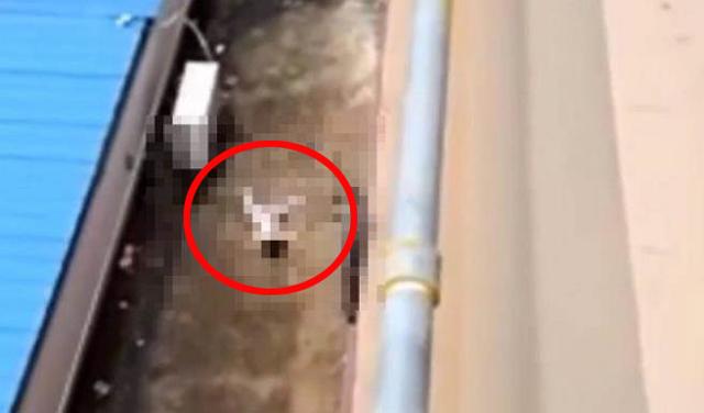 Mẹ mải đi vệ sinh không để ý, con gái 2 tuổi rơi từ tầng 28 xuống đất tử vong-1