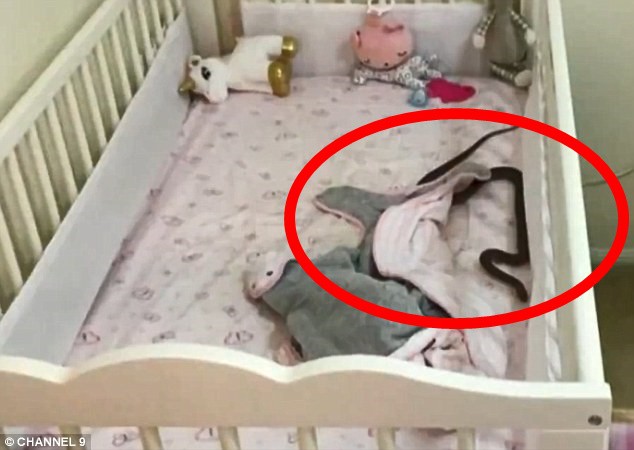 Đặt con gái 4 tháng tuổi nằm ngủ trong cũi, 1 tiếng sau bà mẹ giật mình phát hiện cảnh tượng rợn tóc gáy, vội vàng bế con tháo chạy-1