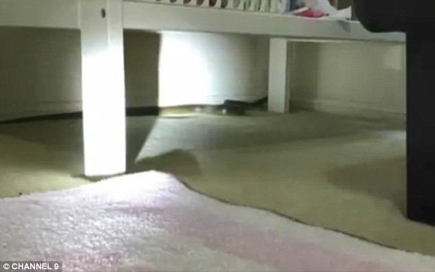 Đặt con gái 4 tháng tuổi nằm ngủ trong cũi, 1 tiếng sau bà mẹ giật mình phát hiện cảnh tượng rợn tóc gáy, vội vàng bế con tháo chạy-3