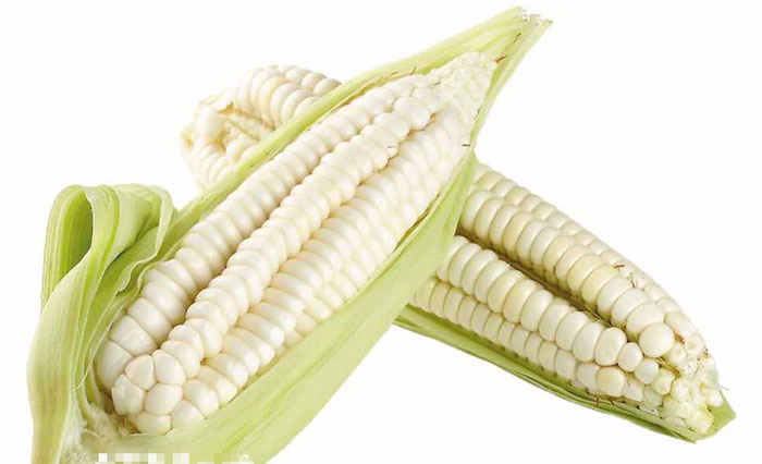 Ngô nếp Nhật ăn sáng: Đắt gấp 30 lần, mỗi người chỉ được 1 bắp-1