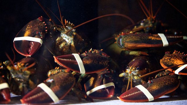 Thực hư chuyện nhà hàng cho tôm hùm...hít cần sa trước khi chế biến-2