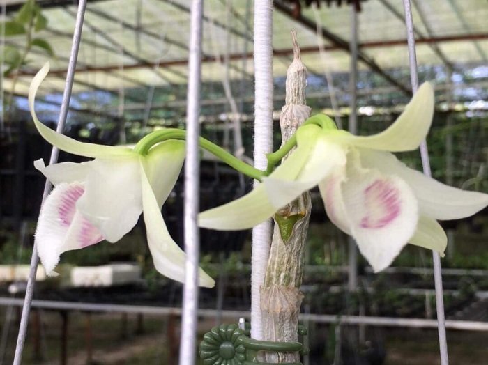 Chấn động: Đại gia Đà Nẵng bỏ 6,8 tỷ mua gốc lan đột biến 5 cánh-5