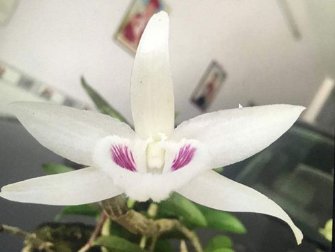 Giò lan Giã Hạc 7 tỷ đồng: Sự thật là...-3