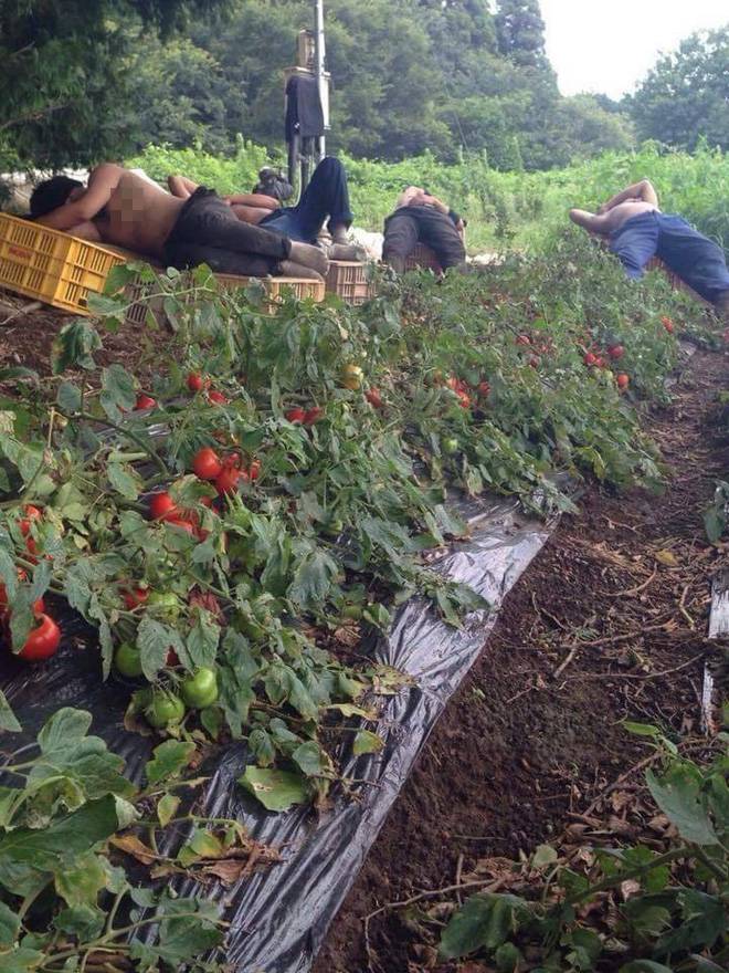 Chùm ảnh: Cư dân mạng Việt tại Nhật chia sẻ những giấc ngủ vội vàng giữa ca làm việc-1