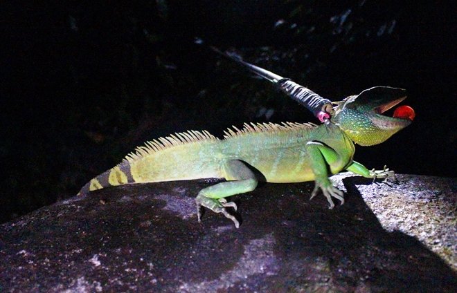 Săn rồng đất trên cao nguyên-2