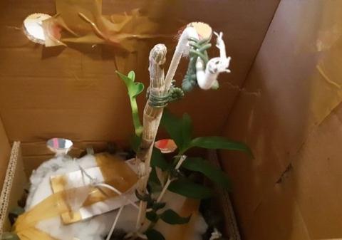 Giò lan Giã Hạc 7 tỷ đồng: Sự thật là...-2