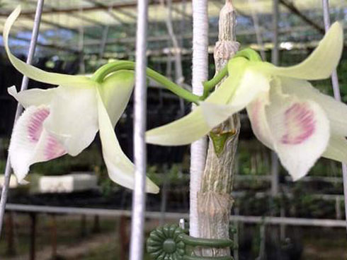 Trước nghi vấn thổi giá gốc lan 6,8 tỷ, chủ nhân cũ cây lan tiết lộ thông tin bất ngờ-3