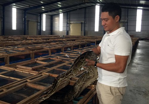 Ổ trăn 11.000 con ngay ven Sài Gòn: Mới nghe phát hãi-1