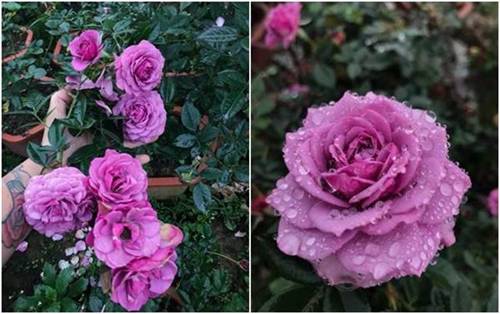 Vườn hồng vài nghìn gốc siêu quý 3000m2 của hot girl 8x Thái Nguyên-2