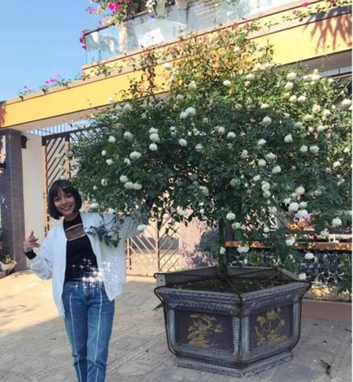 Vườn hồng vài nghìn gốc siêu quý 3000m2 của hot girl 8x Thái Nguyên-3