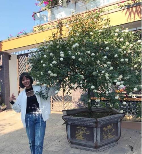 Vườn hồng vài nghìn gốc siêu quý 3000m2 của hot girl 8x Thái Nguyên-3