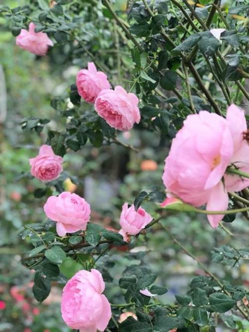 Vườn hồng vài nghìn gốc siêu quý 3000m2 của hot girl 8x Thái Nguyên-6