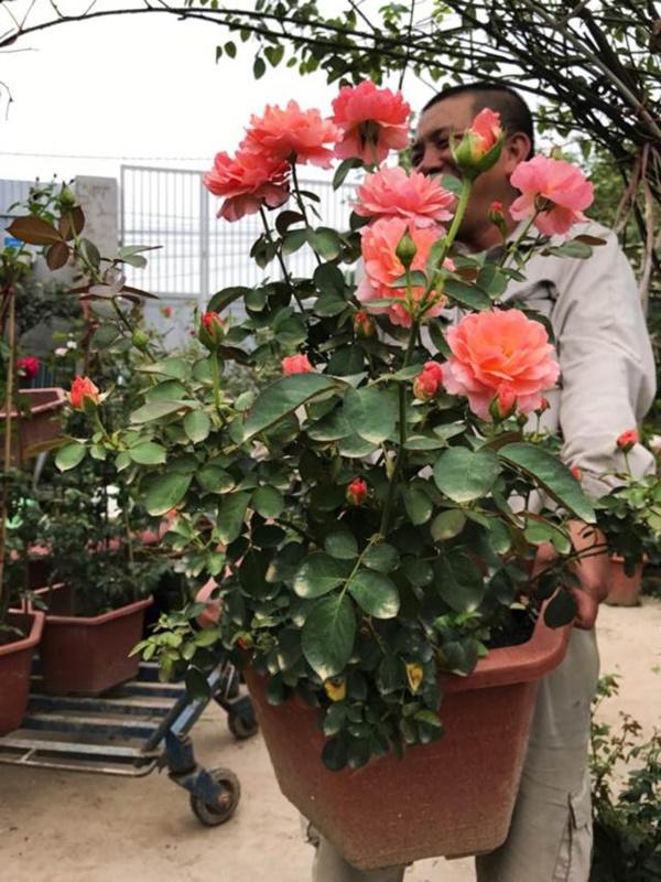 Vườn hồng vài nghìn gốc siêu quý 3000m2 của hot girl 8x Thái Nguyên-11