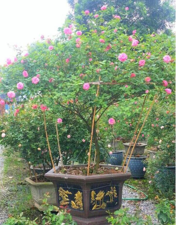 Vườn hồng vài nghìn gốc siêu quý 3000m2 của hot girl 8x Thái Nguyên-13