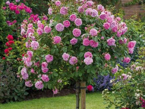 Từ phận làm thuê, gái đảm xứ Lạng thành bà chủ trại nấm khủng-6