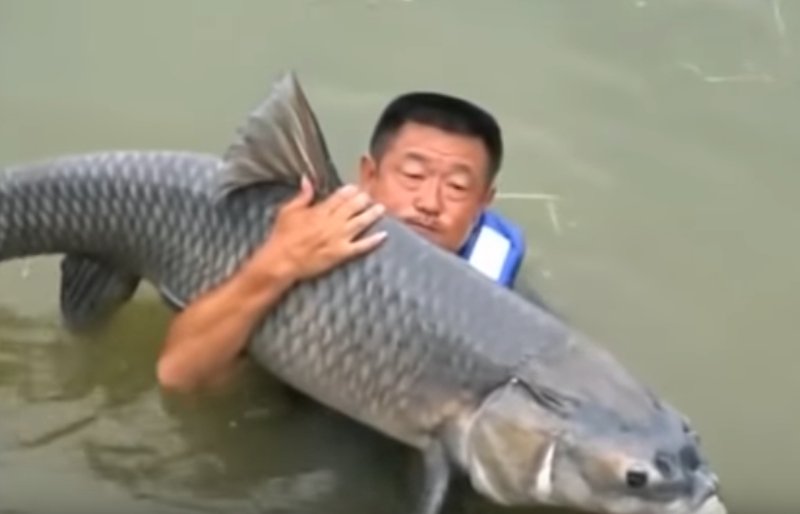 Câu được cá trắm đen khổng lồ, người đàn ông bị kéo xuống hồ-3