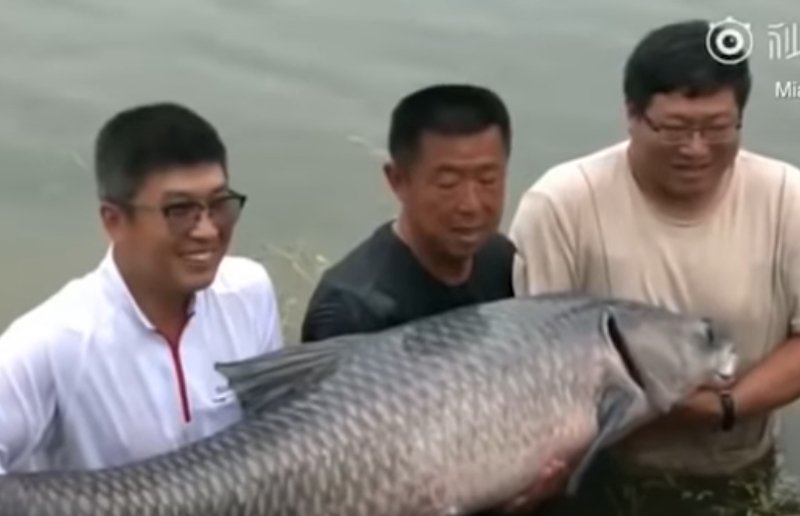 Câu được cá trắm đen khổng lồ, người đàn ông bị kéo xuống hồ-4