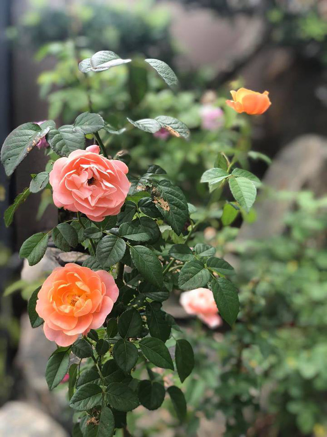 Ca sĩ Cao Thái Sơn sở hữu biệt thự ven hồ có giá triệu đô, đẹp lãng mạn giữa lòng Sài Gòn-11