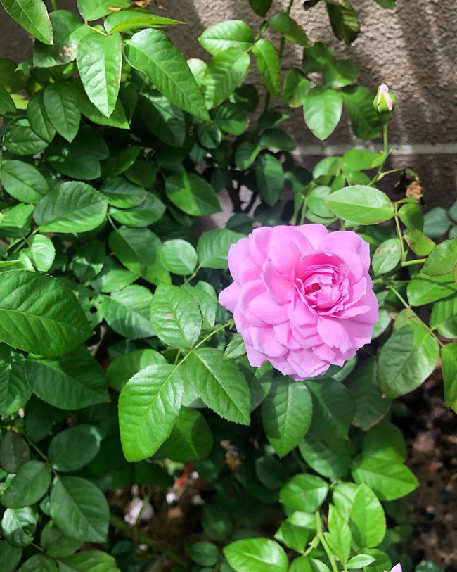 Ca sĩ Cao Thái Sơn sở hữu biệt thự ven hồ có giá triệu đô, đẹp lãng mạn giữa lòng Sài Gòn-10