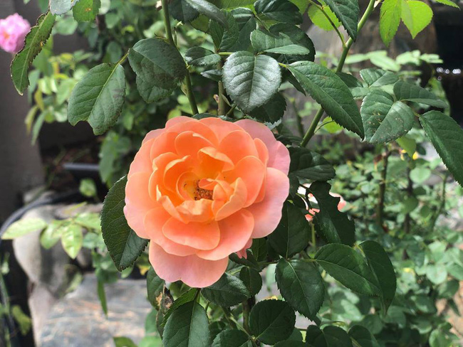 Ca sĩ Cao Thái Sơn sở hữu biệt thự ven hồ có giá triệu đô, đẹp lãng mạn giữa lòng Sài Gòn-9