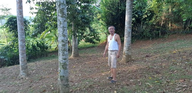 Loài cây thẳng tắp, cao vút, ra quả thơm, bán đắt như vàng-1