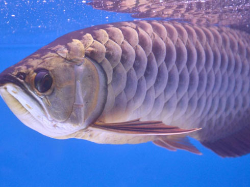 Cần thủ kể chuyện vật lộn tóm cá trê khủng dài 1m, nặng gần 10kg-5