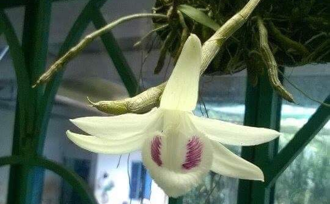 Trước nghi vấn thổi giá gốc lan 6,8 tỷ, chủ nhân cũ cây lan tiết lộ thông tin bất ngờ-1