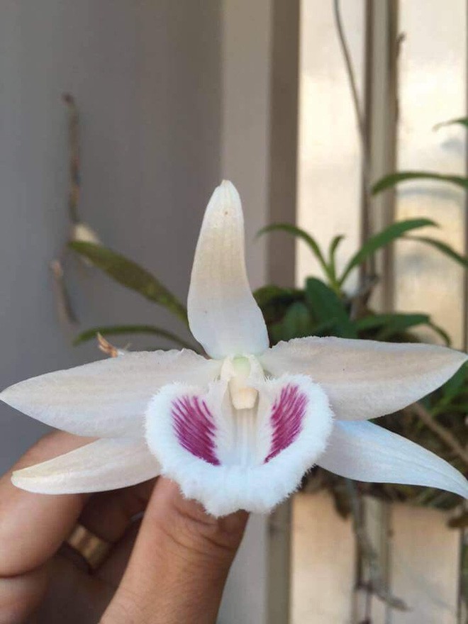 Trước nghi vấn thổi giá gốc lan 6,8 tỷ, chủ nhân cũ cây lan tiết lộ thông tin bất ngờ-2
