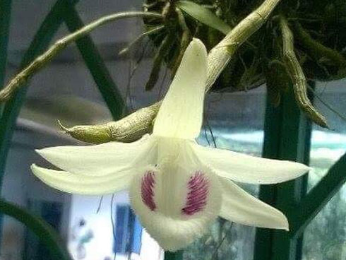 Gốc lan đột biến 17 tỷ: Sự thật bất ngờ về cú chơi chấn động-3