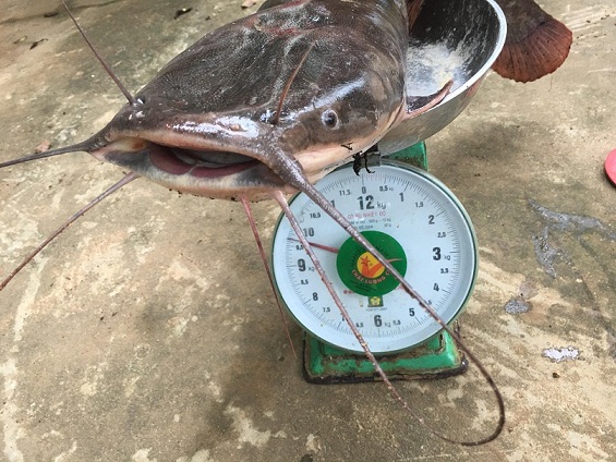 Cần thủ kể chuyện vật lộn tóm cá trê khủng dài 1m, nặng gần 10kg-1