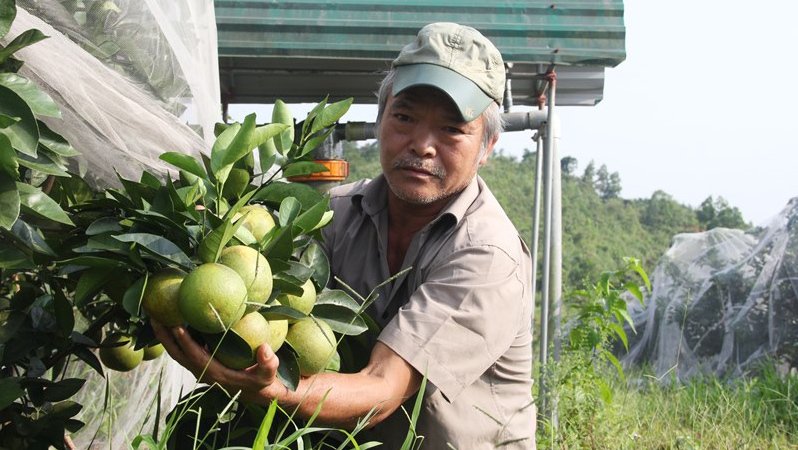 Chuyện lạ: Vườn cây chục tỷ đồng được mắc màn bảo vệ giữa rừng sâu-1